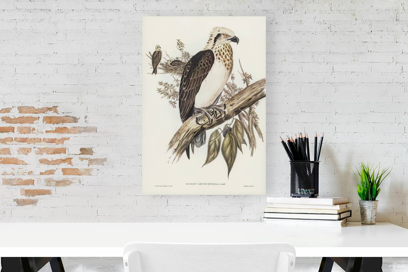 Eastern osprey Reproduction