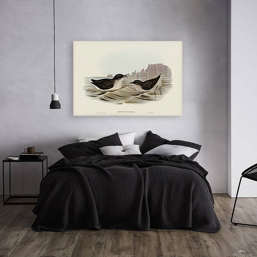 Common Diving Petrel Reproduction