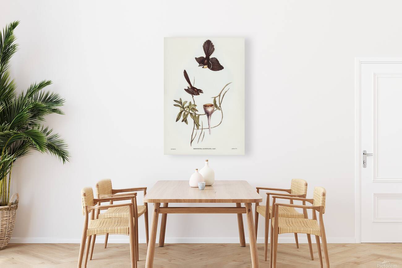 Grey Fantail Reproduction