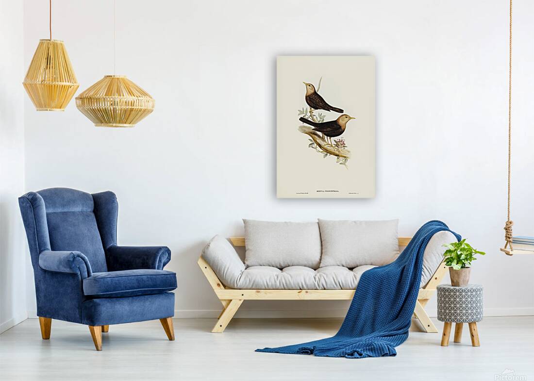 Island Thrush Reproduction