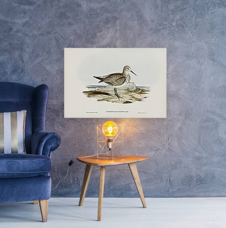 Great Knot Reproduction