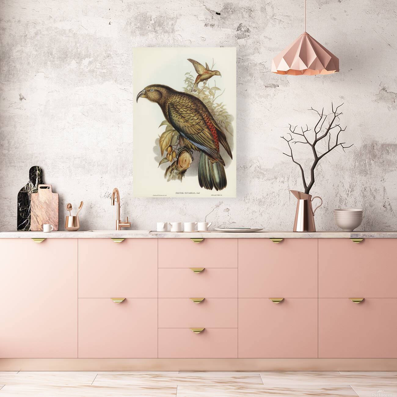 Kea Parrot Reproduction