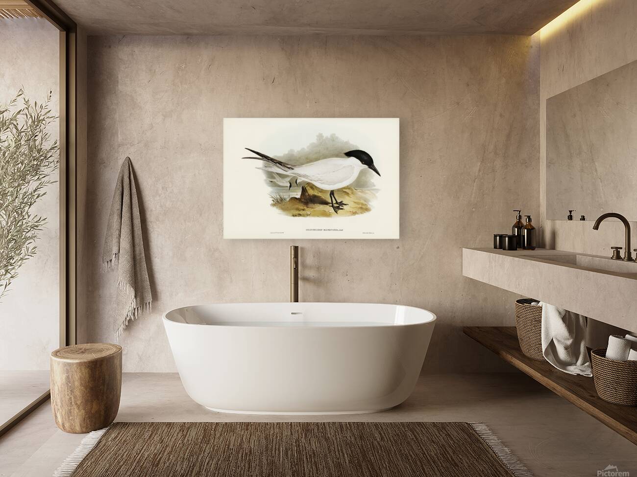 Gull Billed Tern Reproduction
