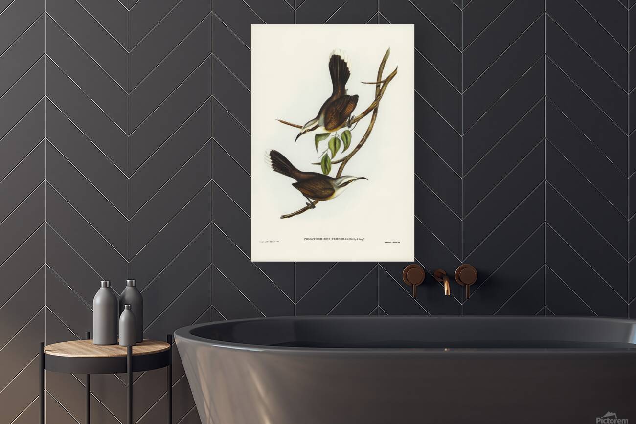 Grey Crowned Babbler Reproduction