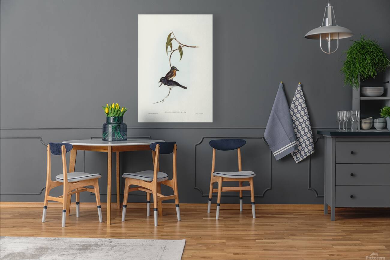 Leaden Flycatcher Reproduction