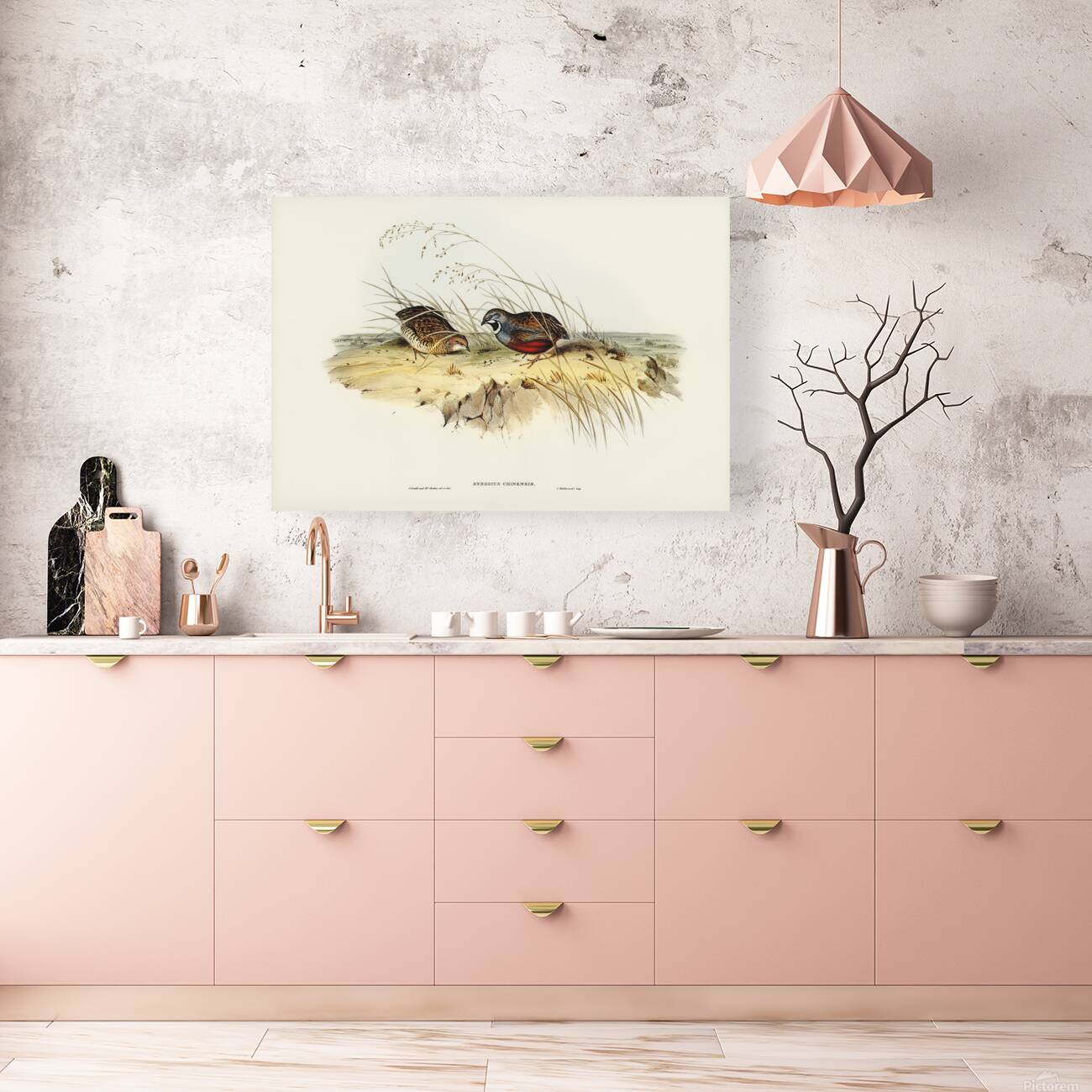 King Quail Reproduction