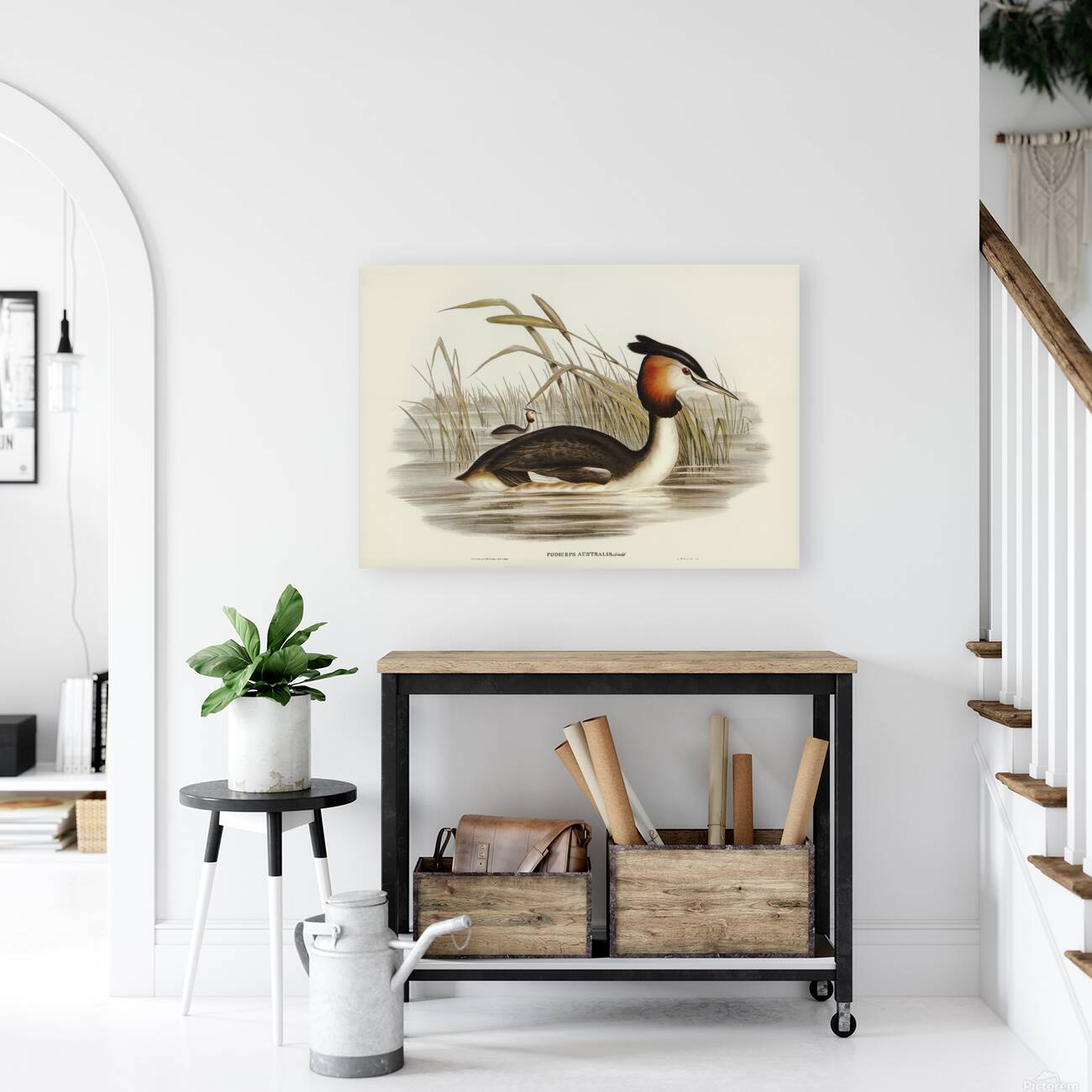 Great Crested Grebe Reproduction