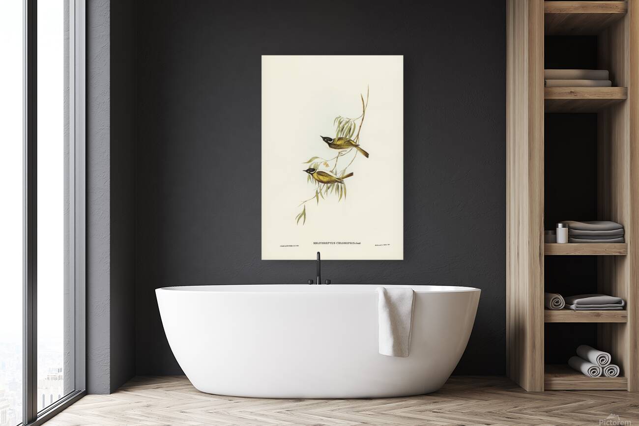 Gilbert s Honeyeater Reproduction