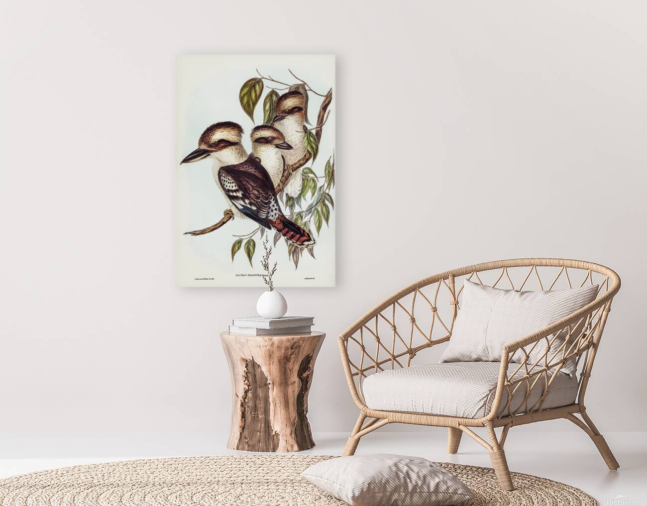 Laughing Kookaburra Reproduction