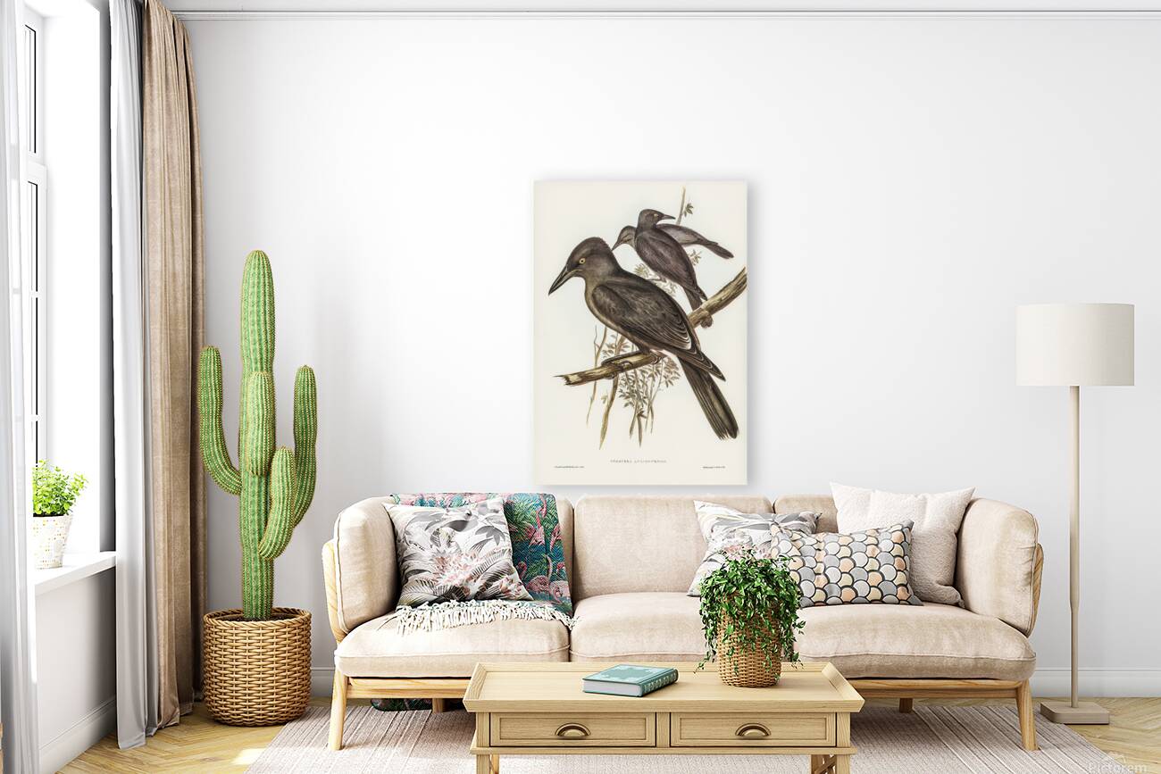 Grey Currawong Reproduction