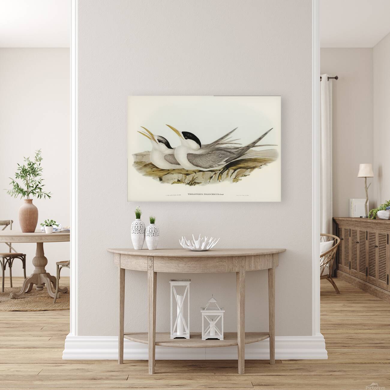 Greater Crested Tern 2 Reproduction