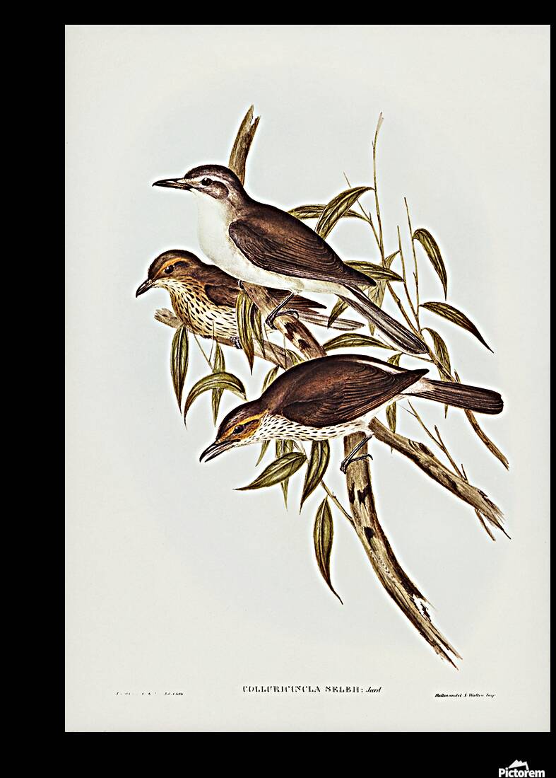 Grey Shrikethrush Reproduction