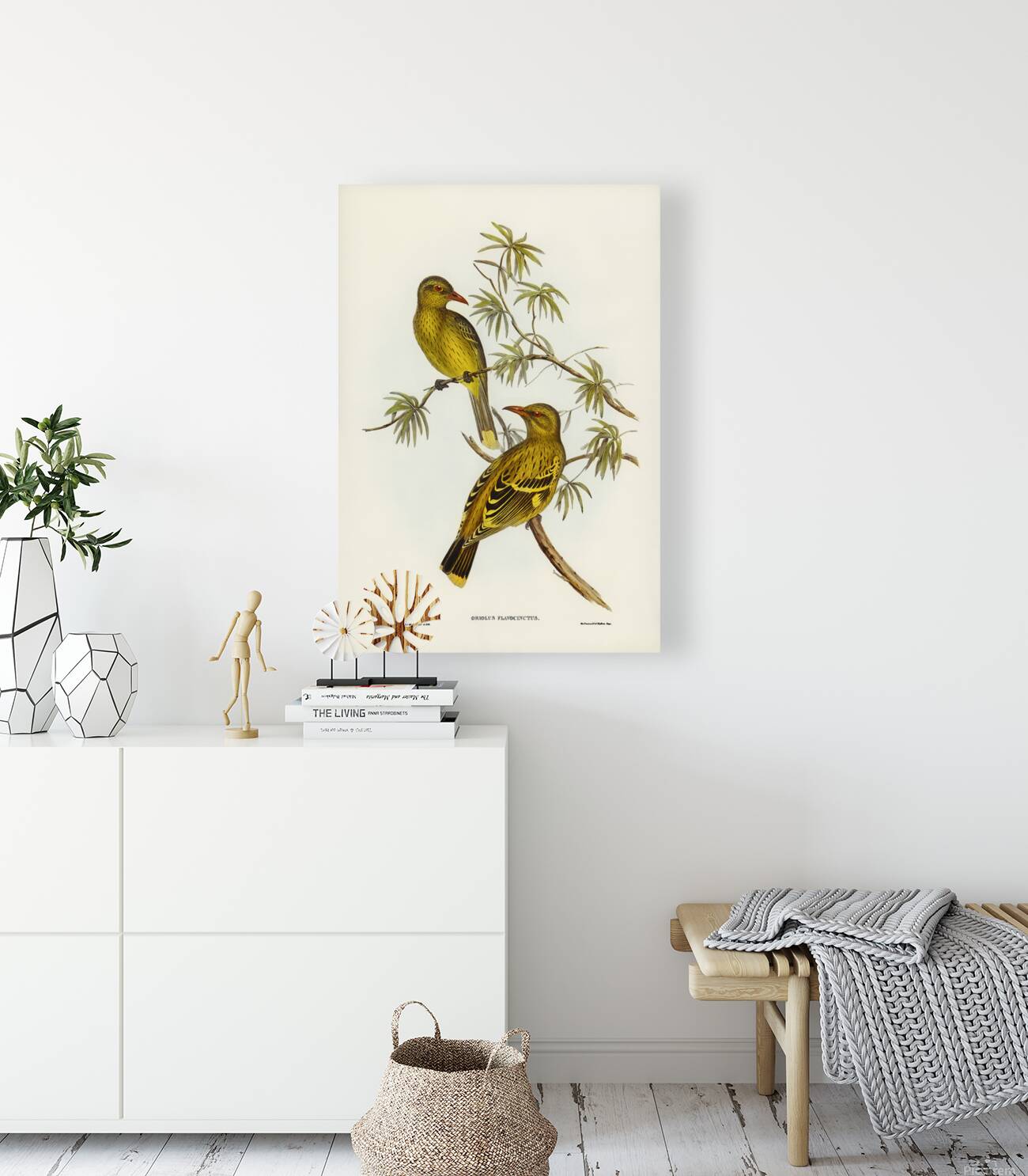 Green Oriole Reproduction
