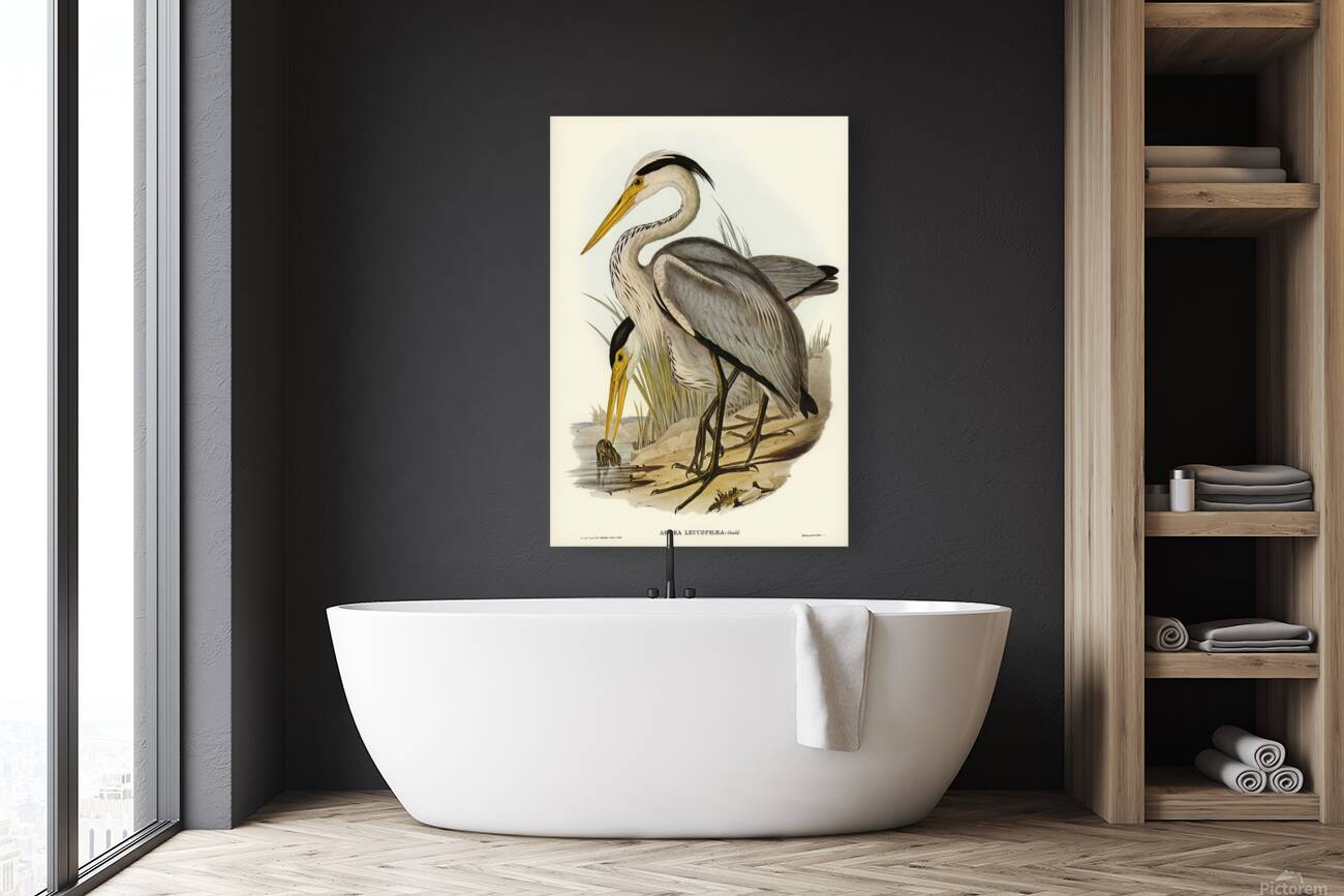 Great Blue Heron Reproduction