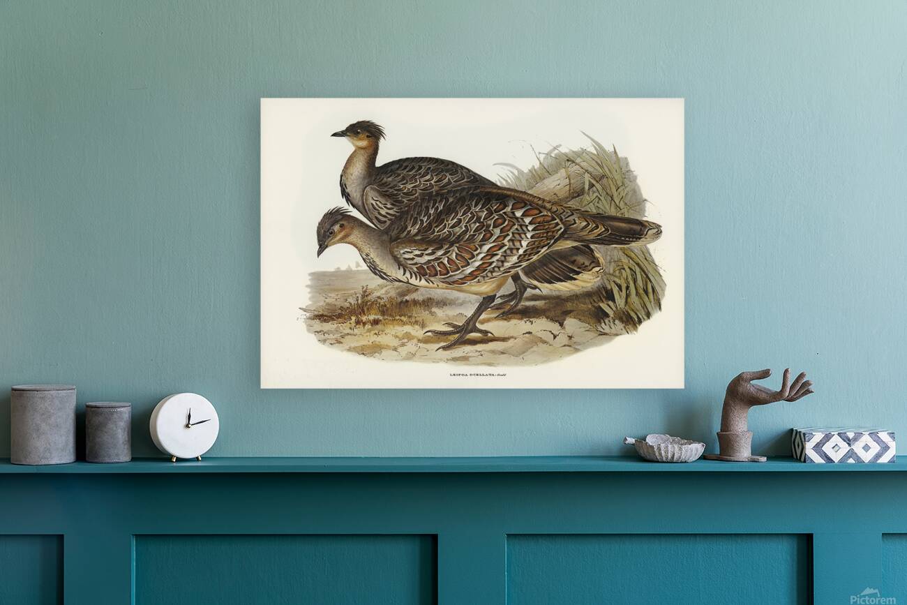 Malleefowl Reproduction