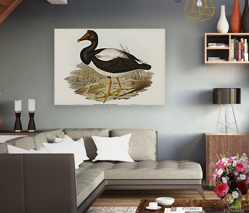 Magpie Goose Reproduction