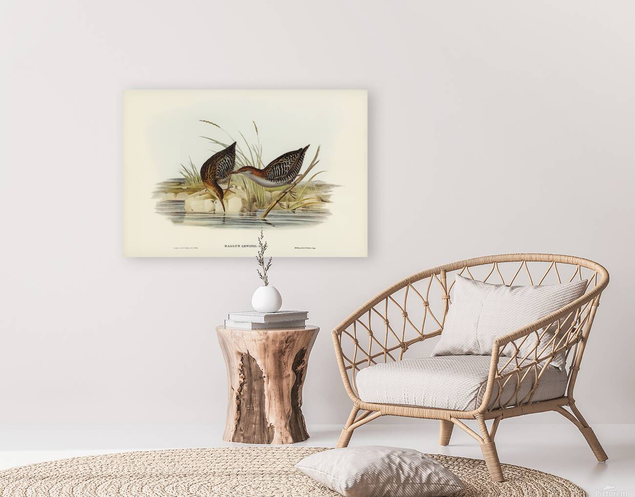 Lewin s Water Rail Reproduction