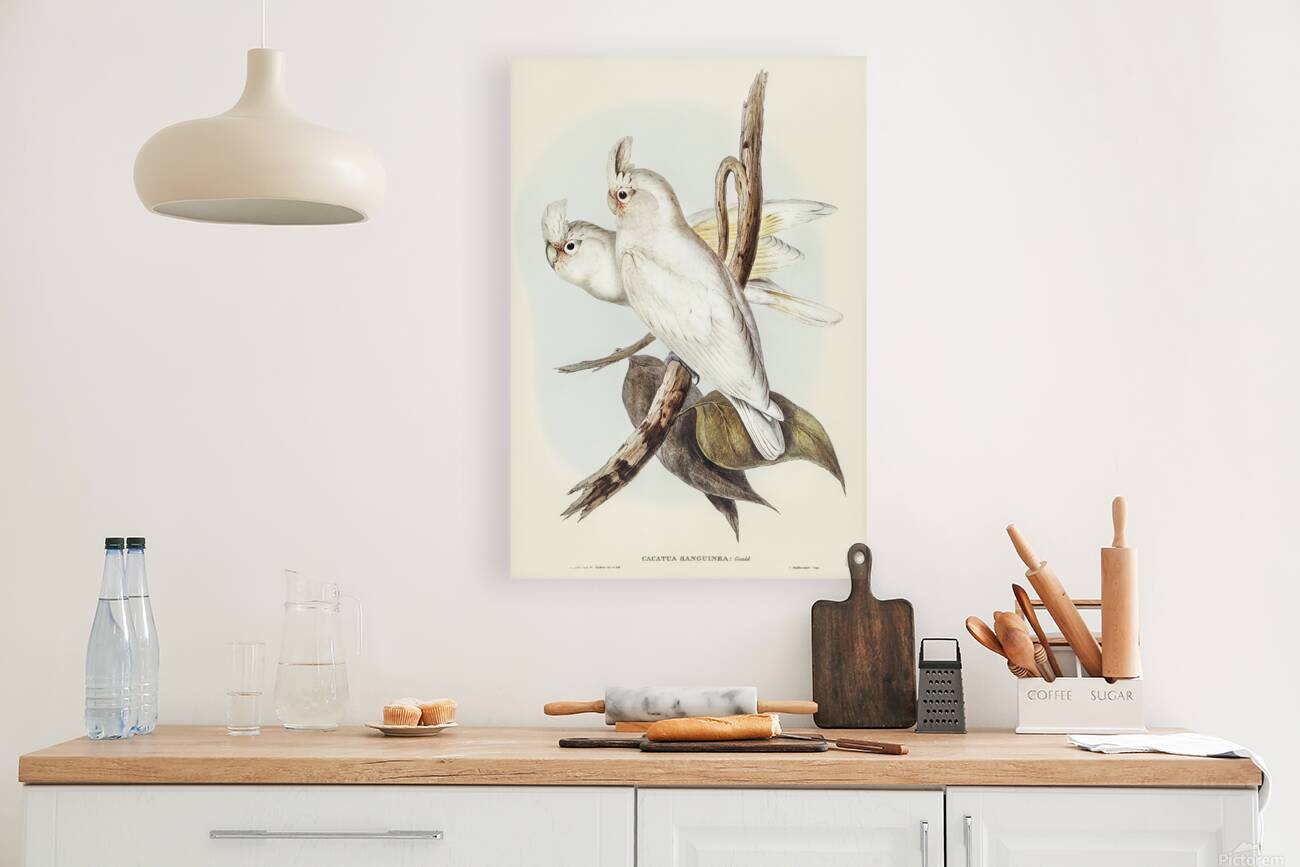 Little Corella Reproduction