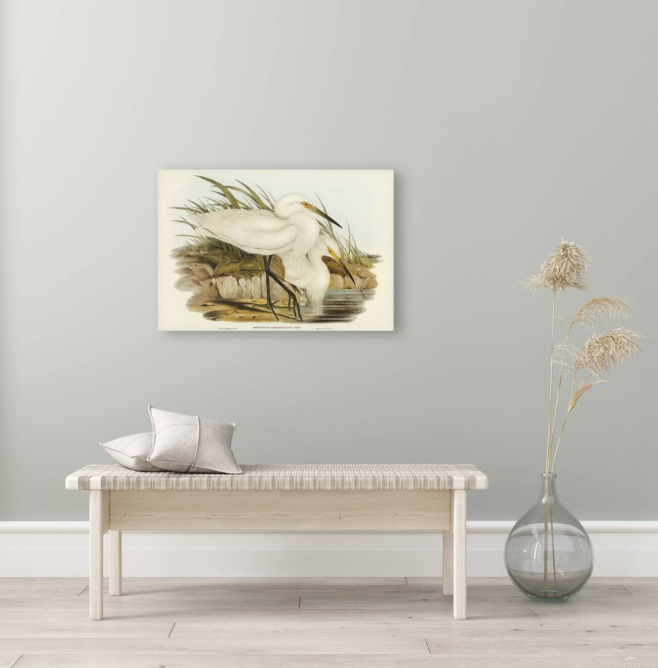 Little egret Reproduction