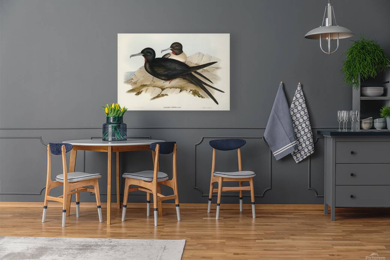 Lesser Frigatebird Reproduction