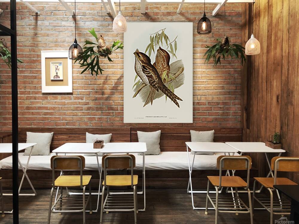 Marbled frogmouth Reproduction