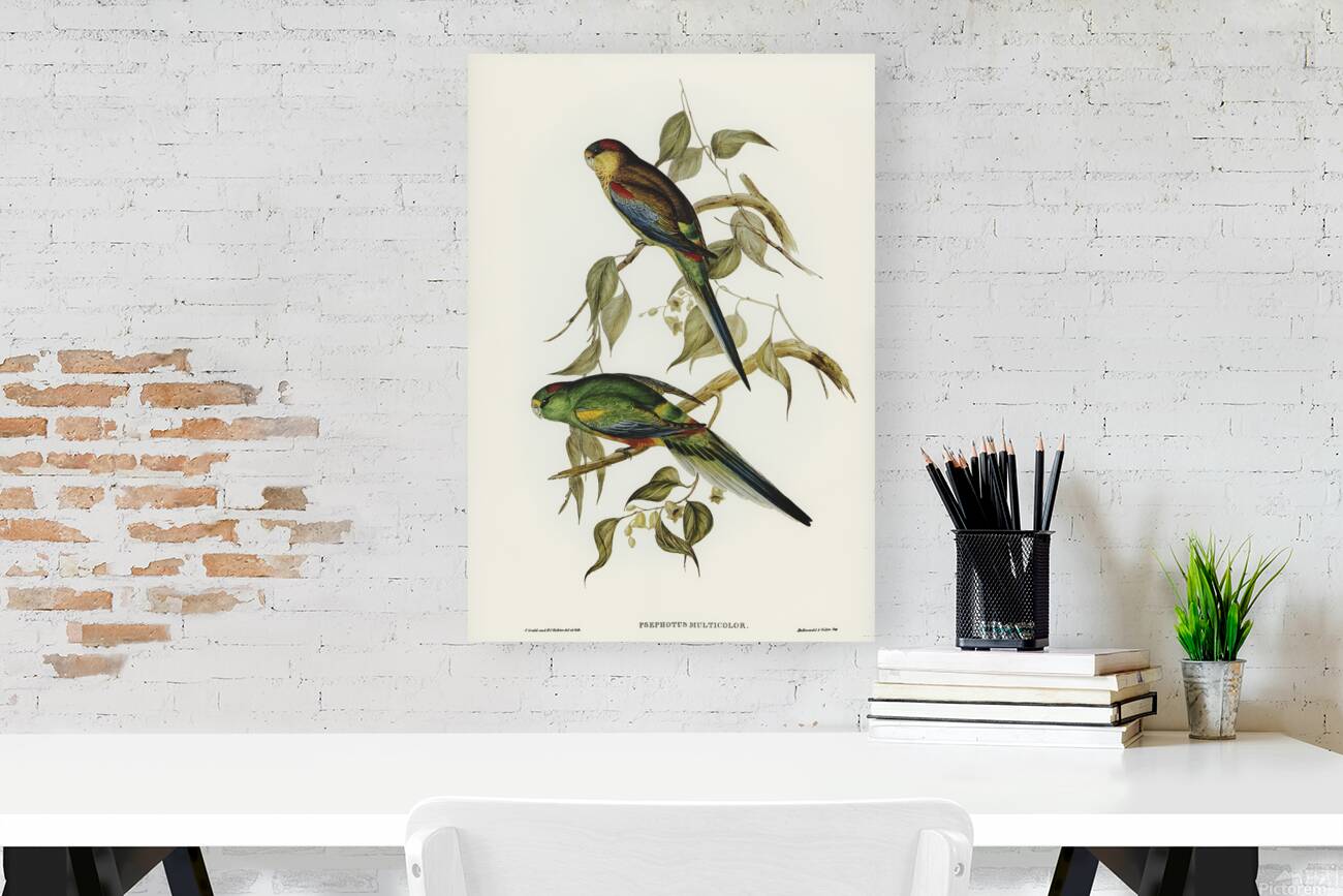 Mulga Parrot Reproduction