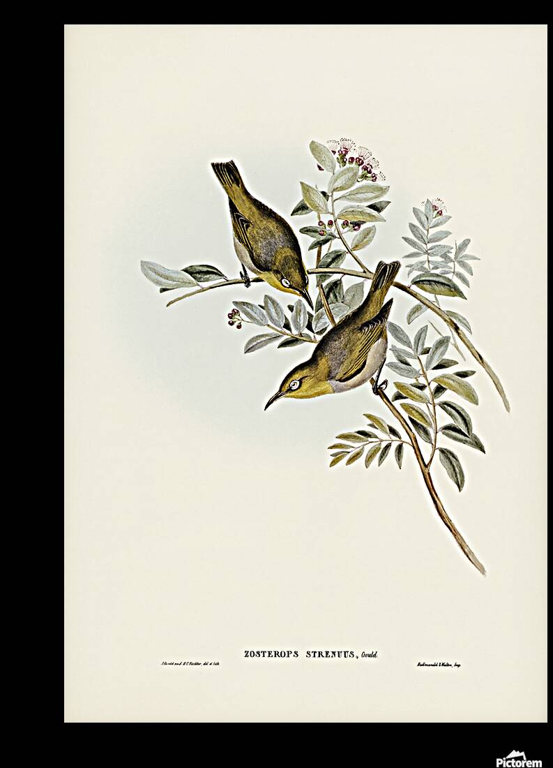 Lord Howe White Eye Reproduction