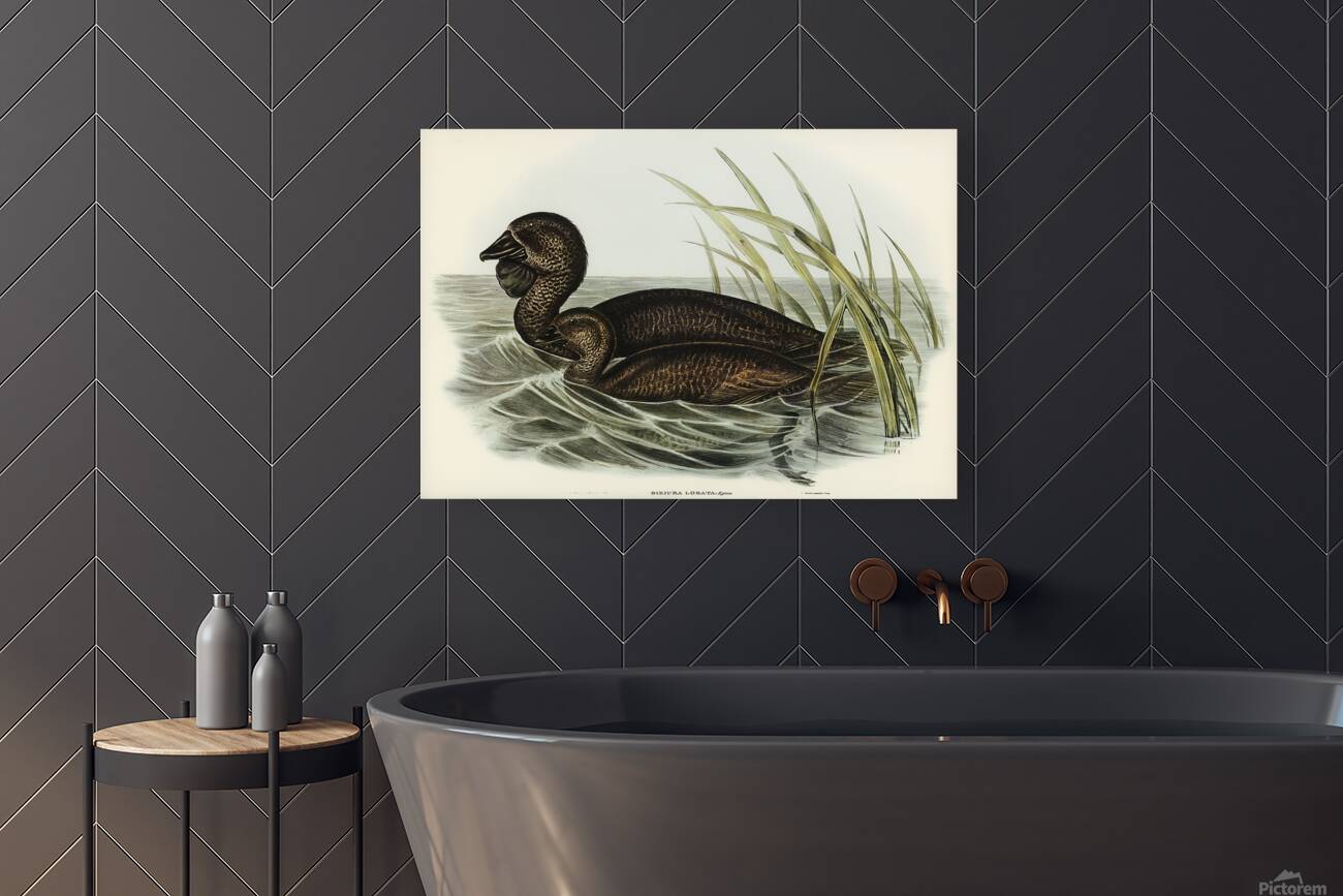 Musk Duck Reproduction