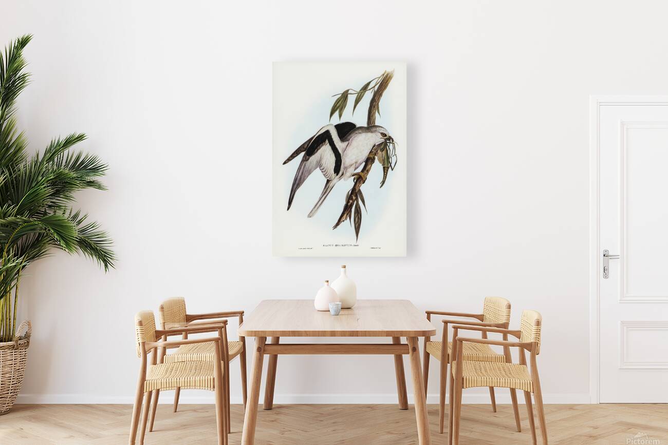 Letter Winged Kite Reproduction
