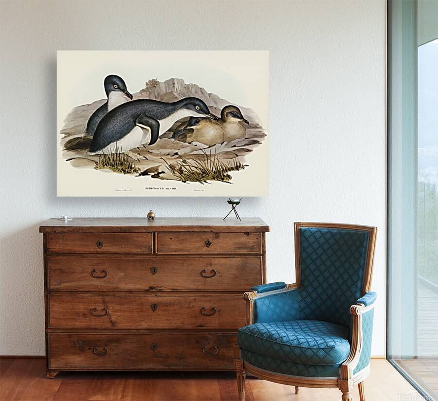 Little Penguin Reproduction