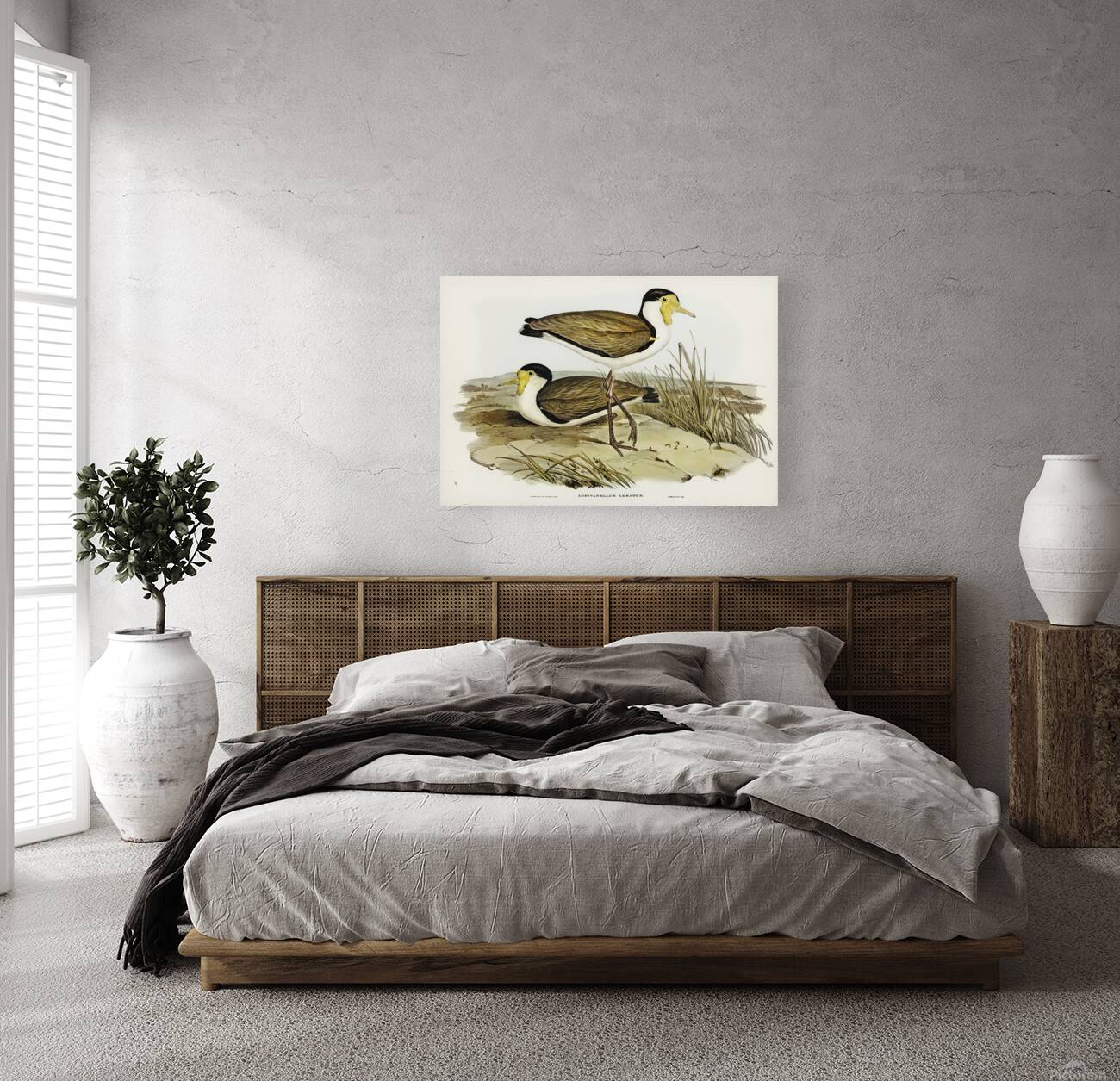 Masked Lapwing 2 Reproduction