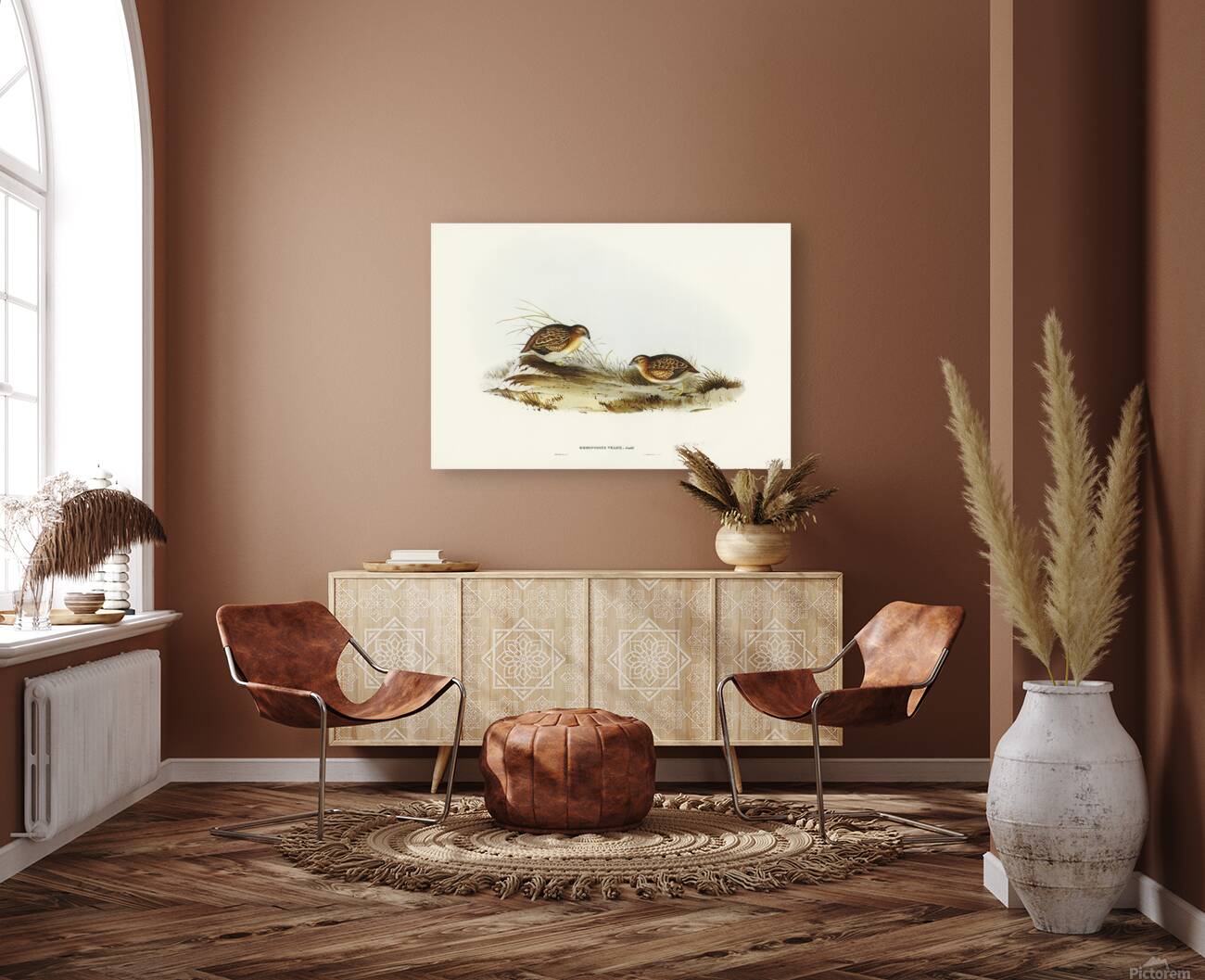 Little Buttonquail Reproduction