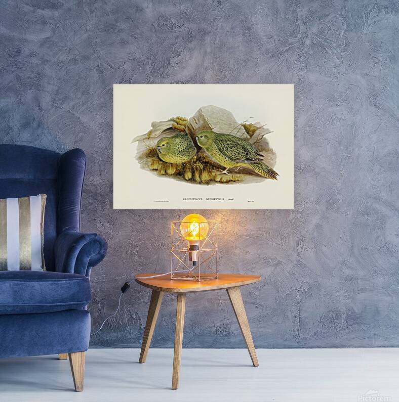 Night Parrot Reproduction