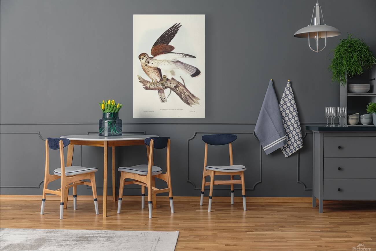 Nankeen Kestrel Reproduction