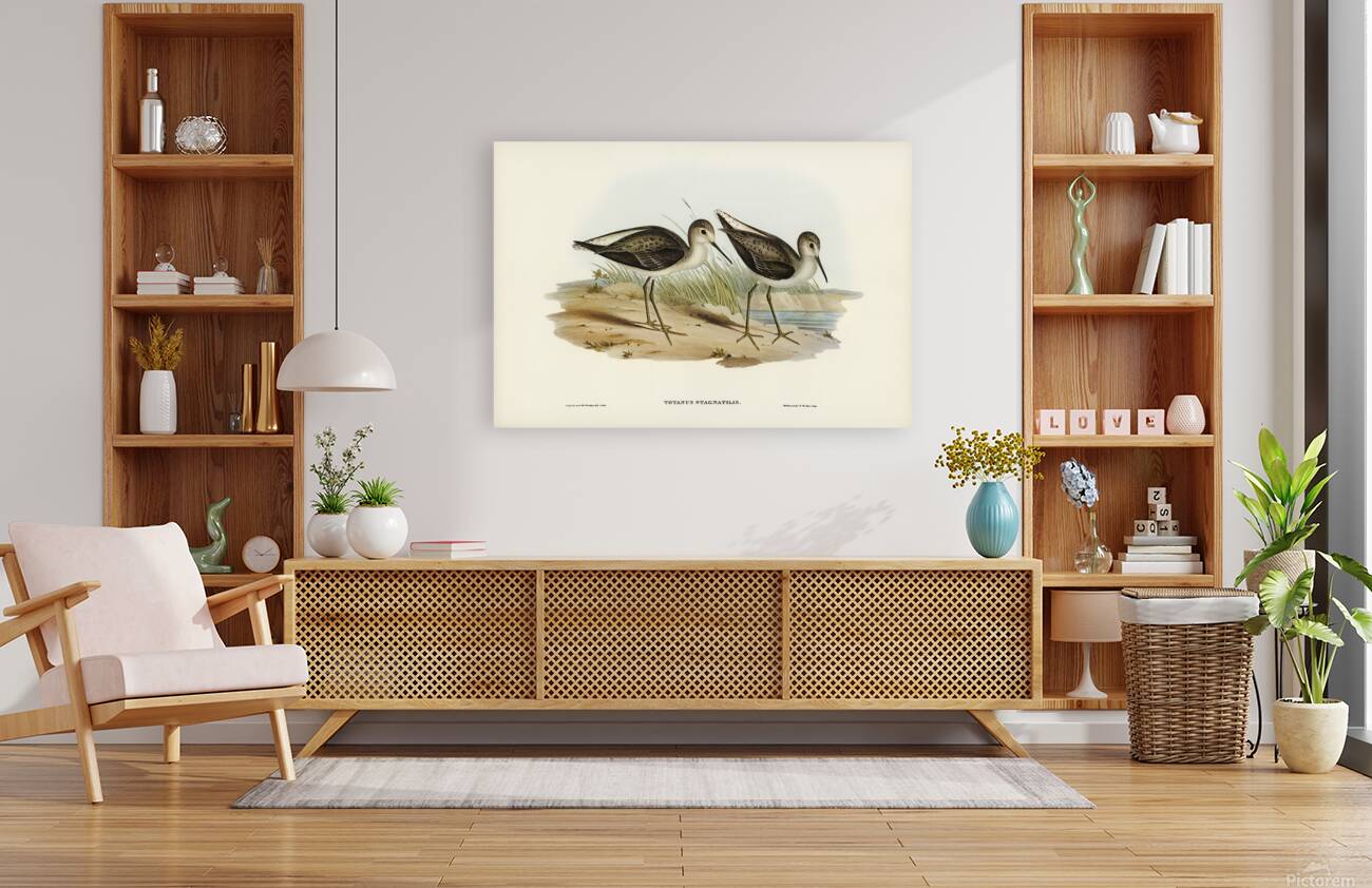 Marsh Sandpiper Reproduction
