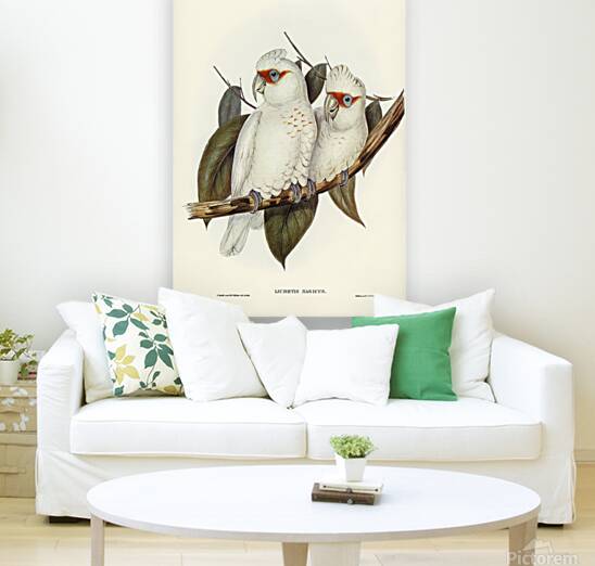Long Billed Corella Reproduction