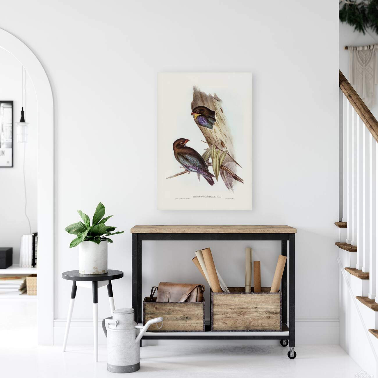 Oriental Dollarbird Reproduction