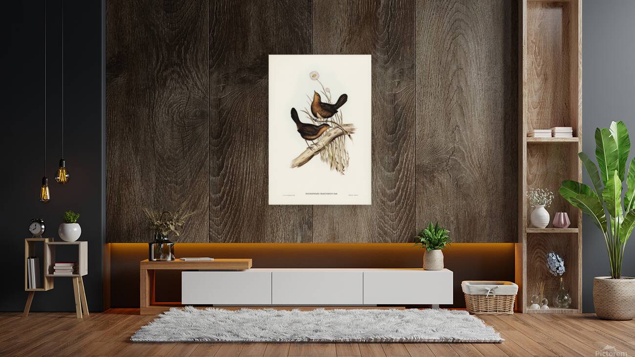 Pilotbird Reproduction