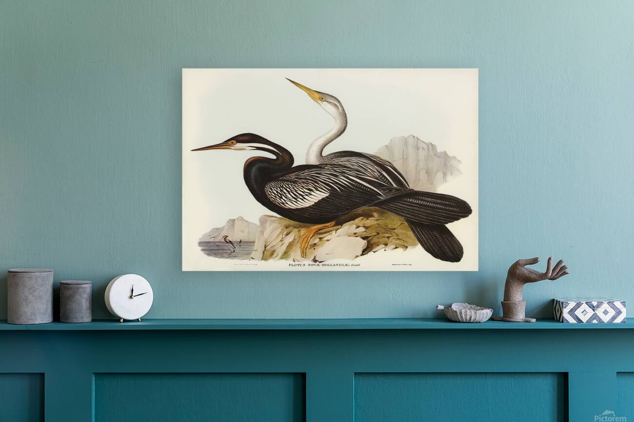 Oriental Darter Reproduction
