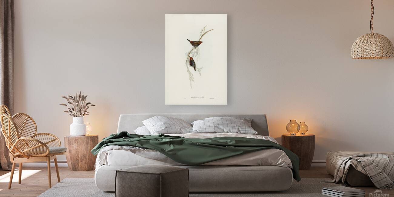 Painted Finch Reproduction