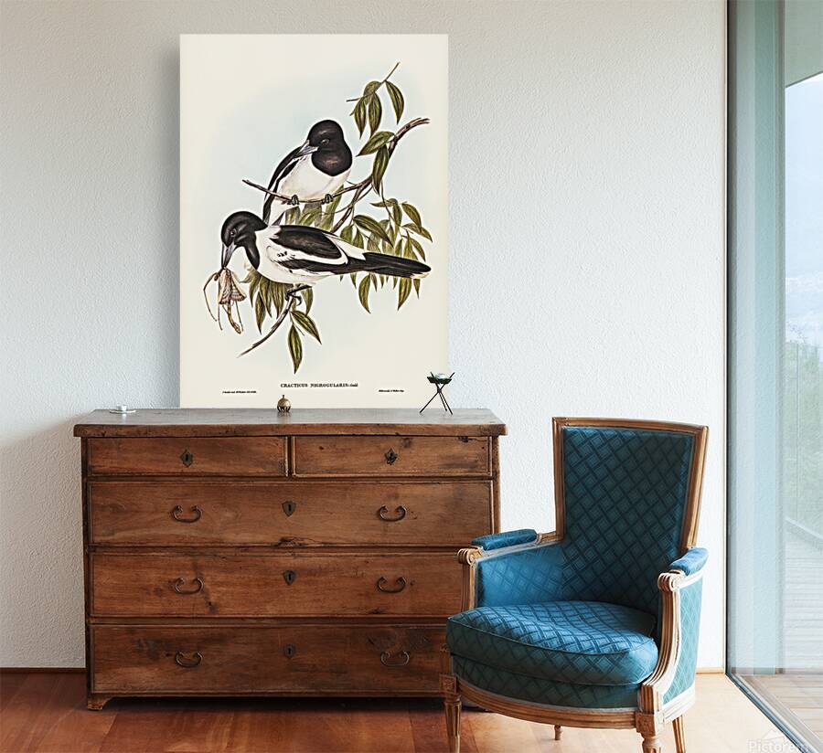 Pied Butcherbird Reproduction