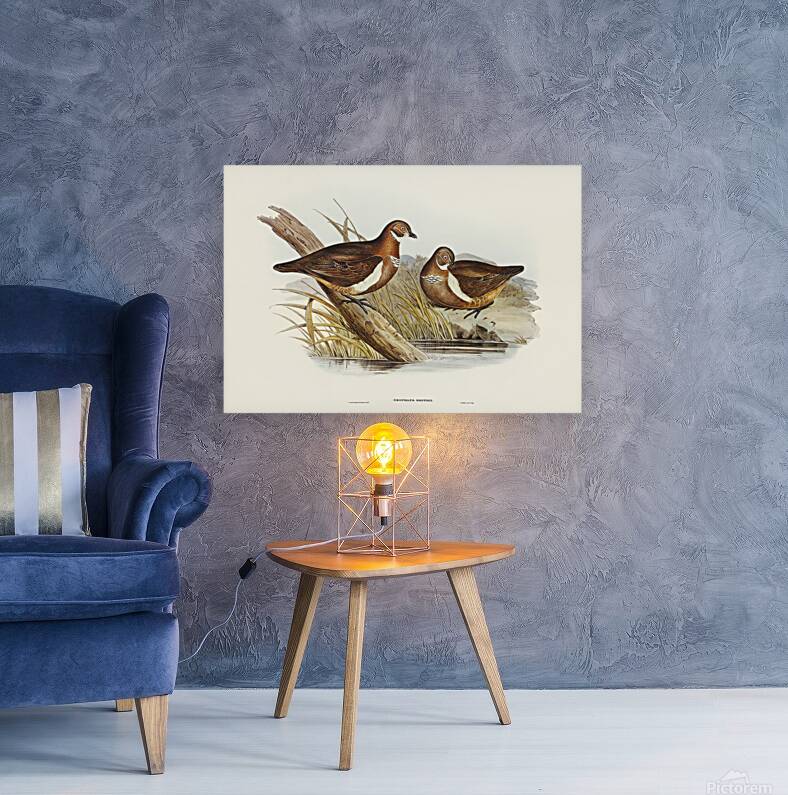 Partridge Pigeon Reproduction