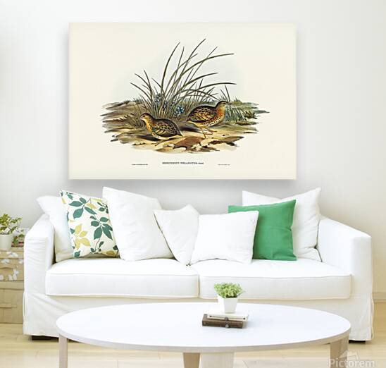 Red Backed Buttonquail Reproduction