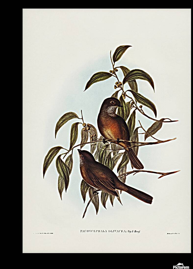 Olive Whistler Reproduction