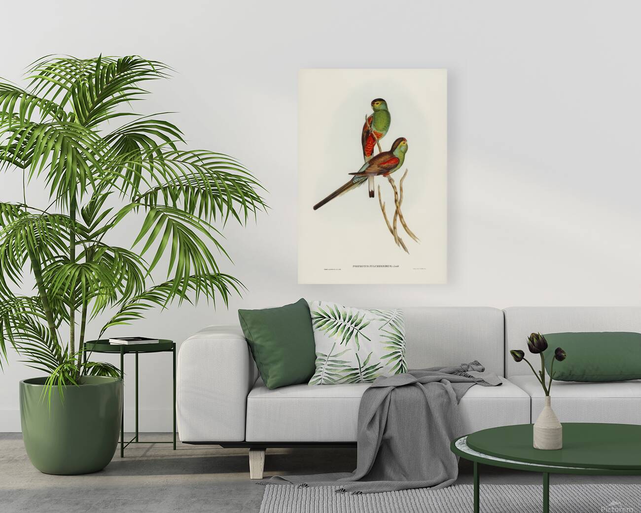 Paradise Parrot Reproduction