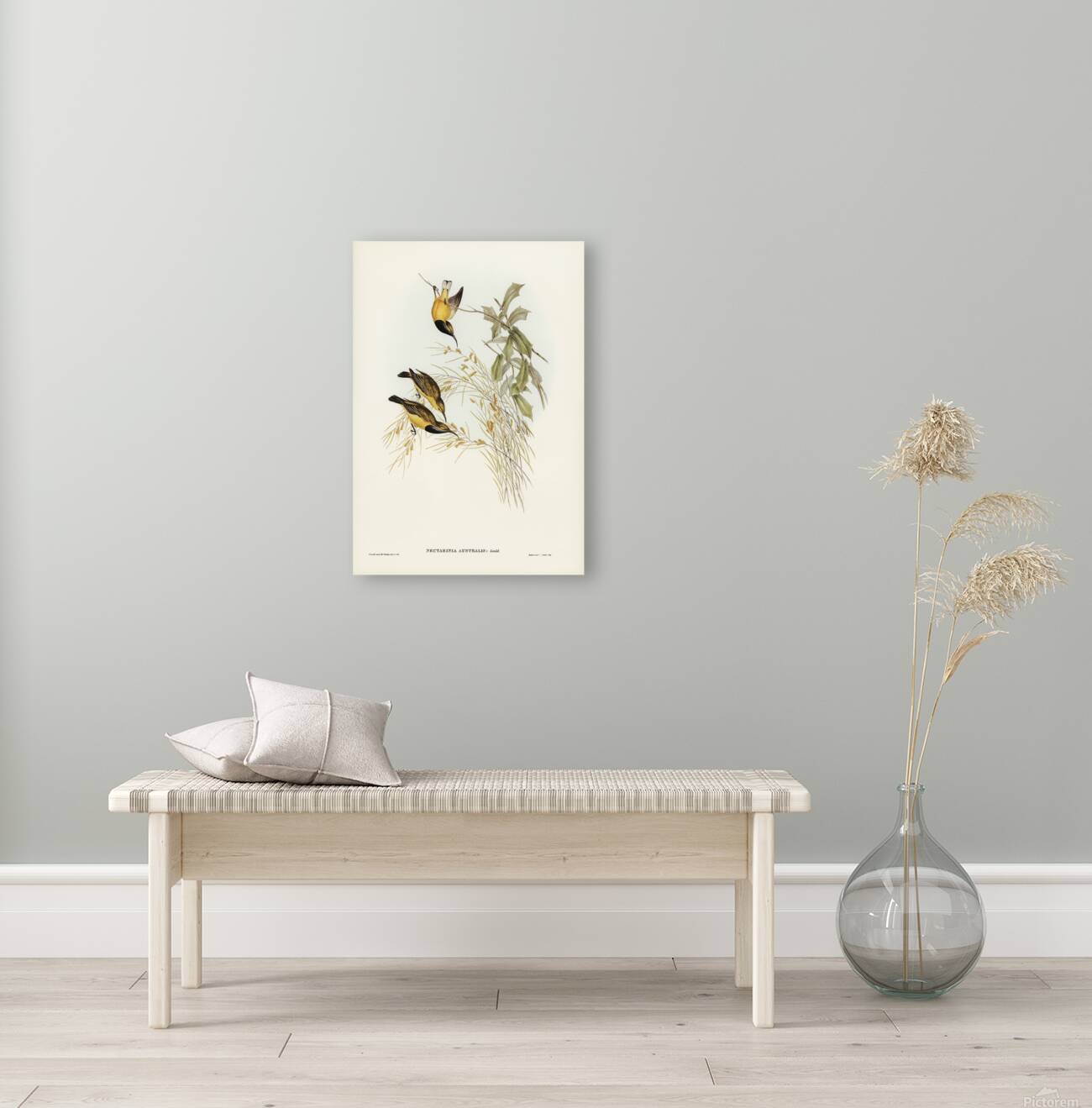 Olive Backed Sunbird Reproduction
