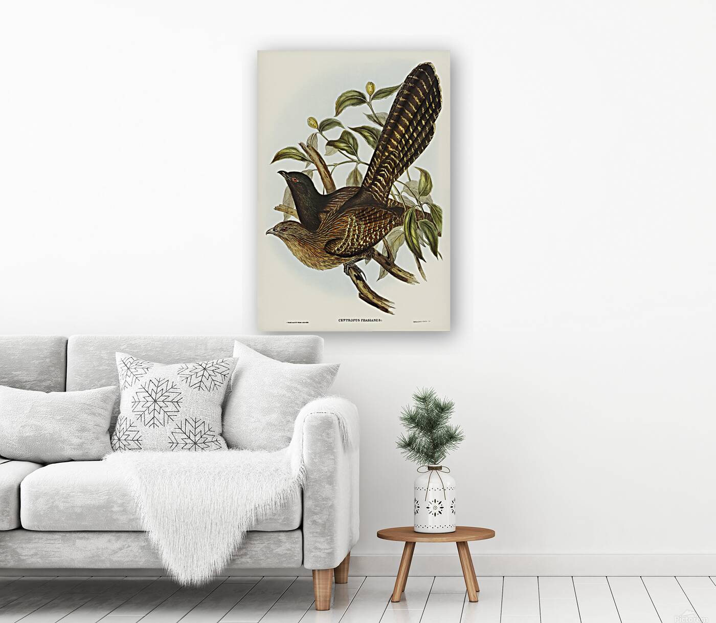 Pheasant Coucal Reproduction
