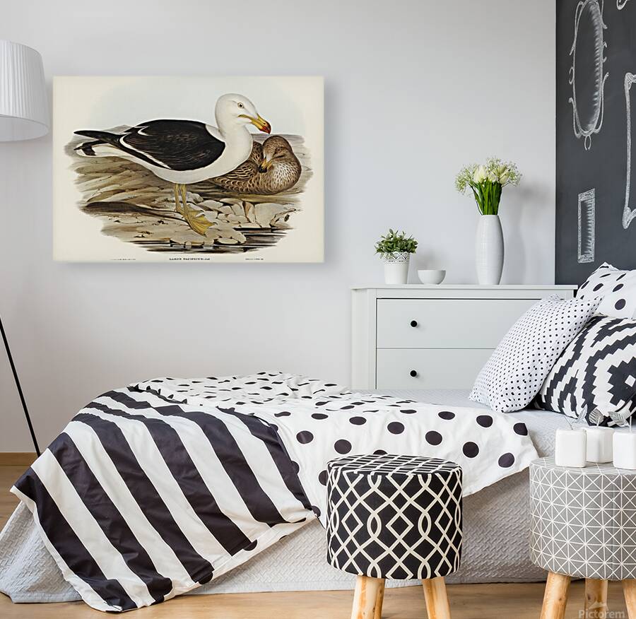 Pacific Gull Reproduction