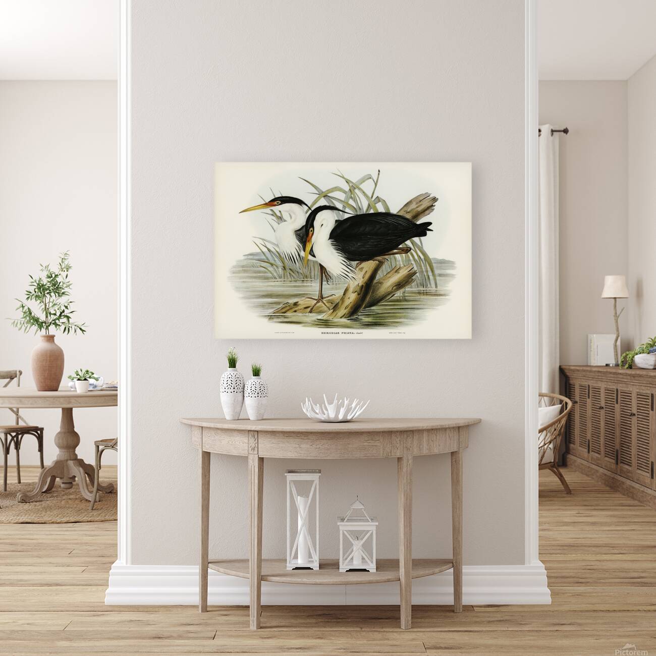 Pied Heron Reproduction