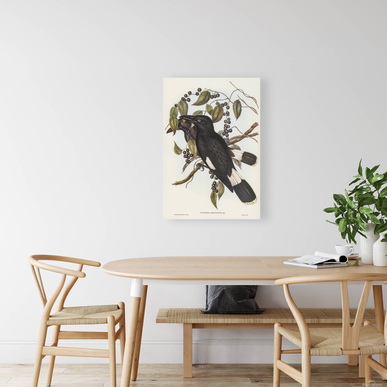 Pied Currawong 2 Reproduction